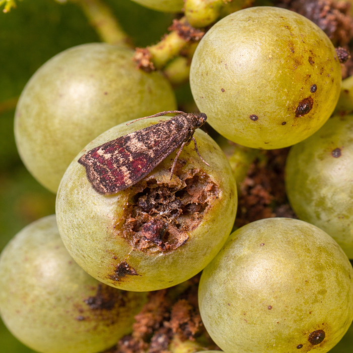 Choosing the Right Pesticide: Modes of Action Matter