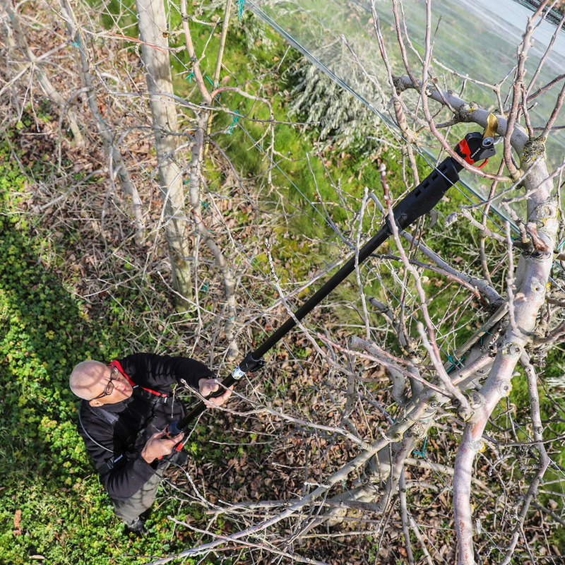 Person using a long-handled tool to trim branches on a tree