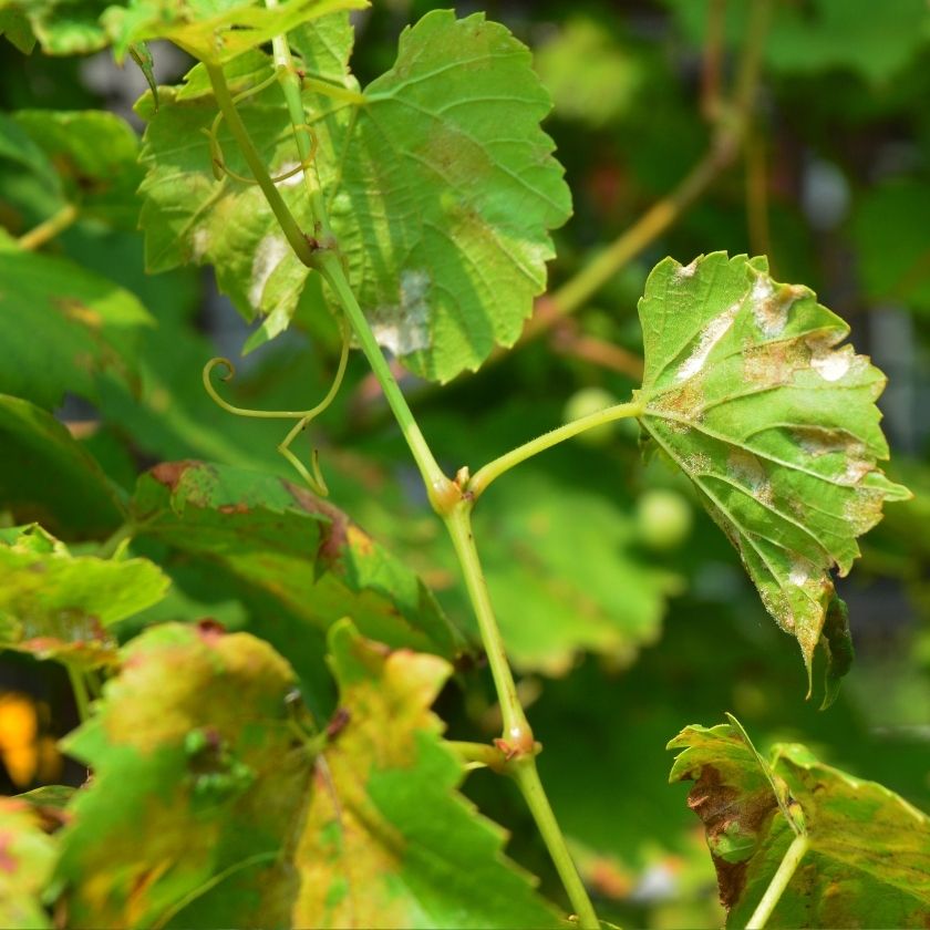 Close-up of green leaves with some showing signs of damage or disease.