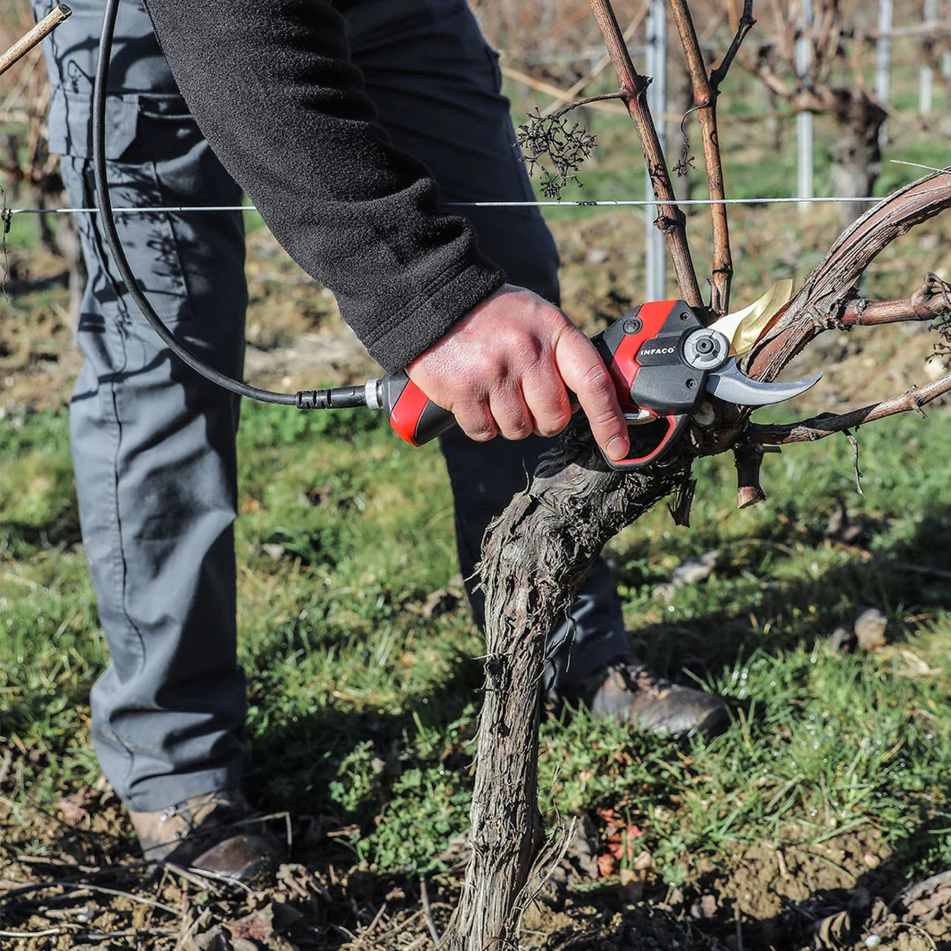 Person pruning a vine using an INFACO shear tool in a vineyard setting.